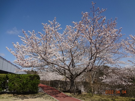 20220404里の桜①.jpg