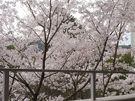 中食堂桜.jpg