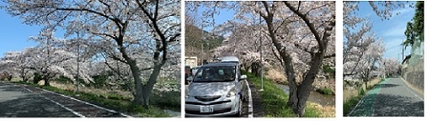 桜ドライブ.jpg