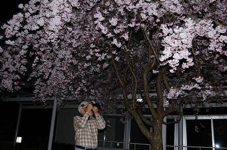 20140409夜桜⑤.JPG