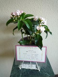アッサム匂い桜２.JPG