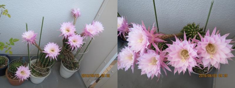 仙人掌の花３-2.jpg