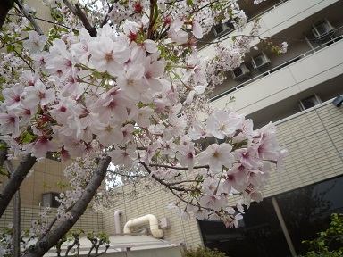 桜①.JPG