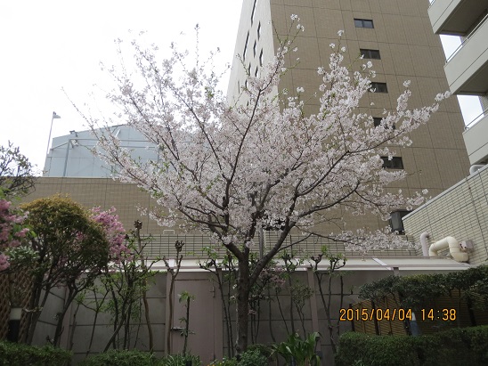 桜満開.jpg