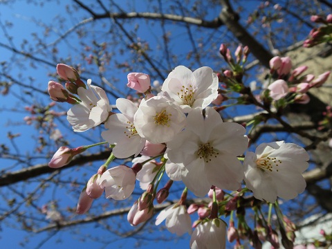 桜1分咲き.JPG