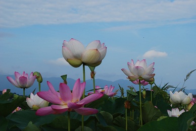 20110822藤原京：ハスの花：１０％.jpg