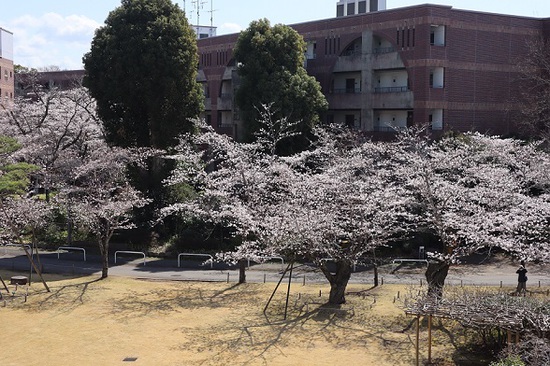 5号棟からの桜.jpg