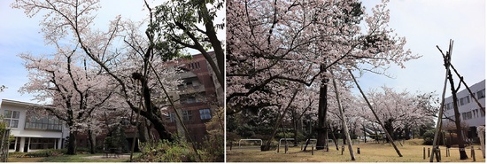 中庭と桜並木.jpg